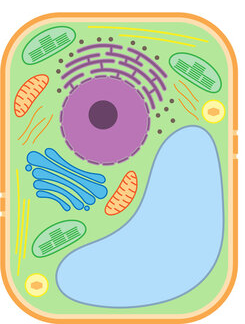 Brilliance Plant Cell