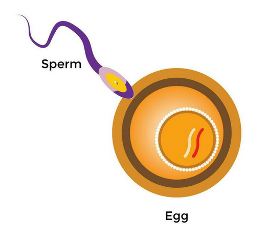 Brilliance Fertilization